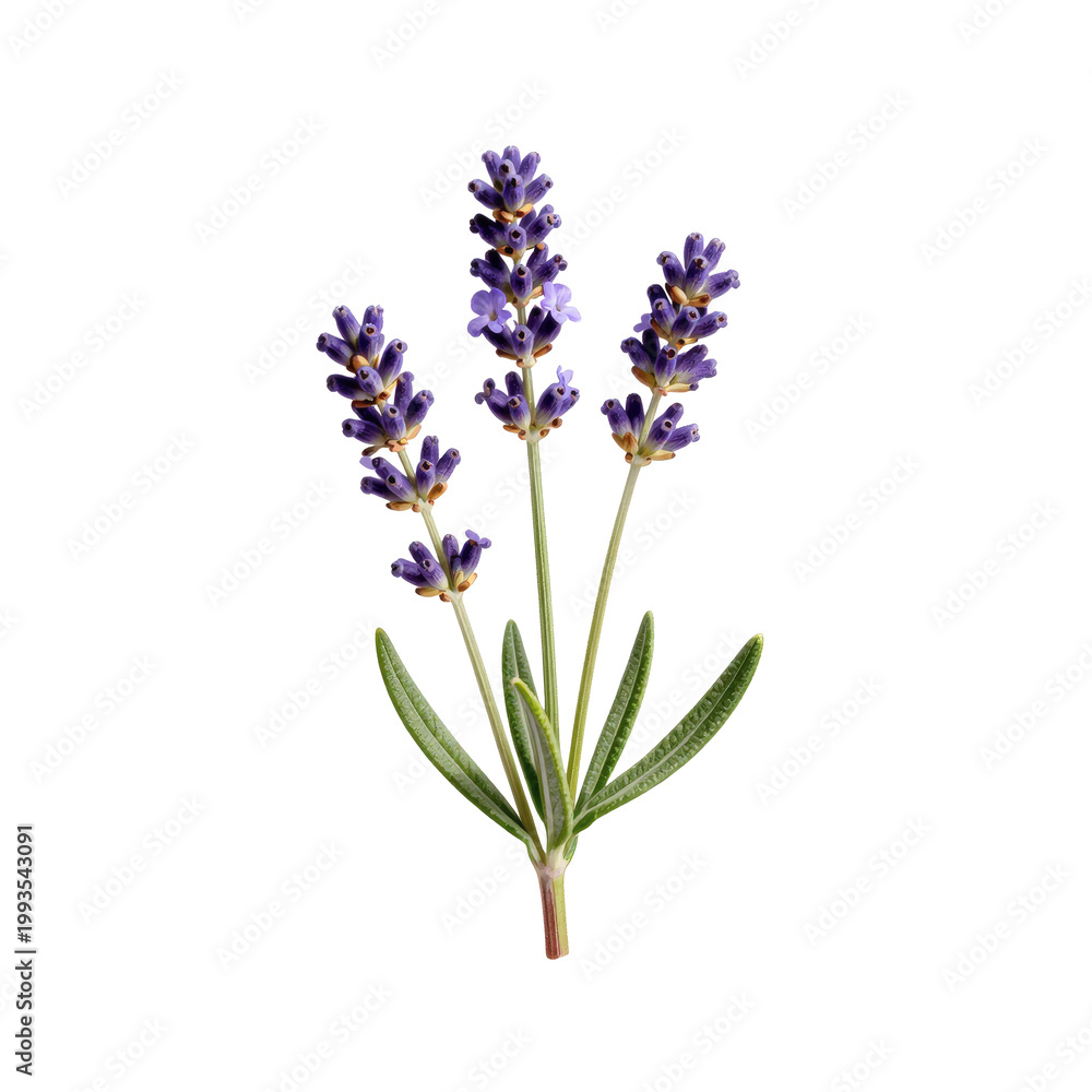 Fototapeta premium Close up of lavender flower stems on a white background, isolated in studio shot