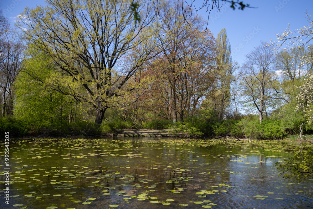 Fototapeta premium Wide park pond with trees reflected in water under bright sky, classic urban spring landscape background.