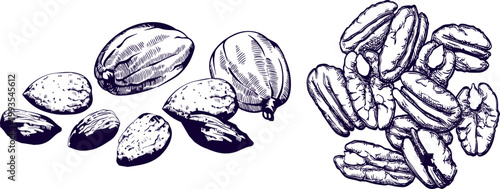 Various Edible Nuts Set Hand Drawn Vector Sketch Detailed Icons Food Illustration Collection