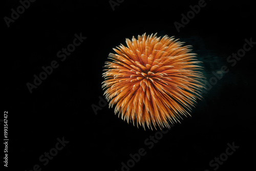 young boy is playfully hiding from his curious cat in game of hide and seek