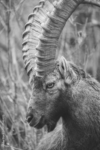 Ibex closeup, Italian Orobie