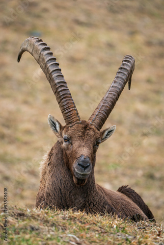 Ibex closeup, Italian Orobie