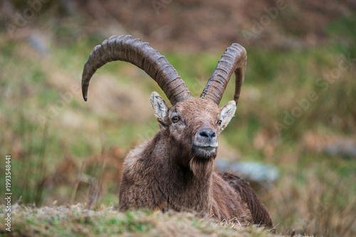 Ibex closeup, Italian Orobie