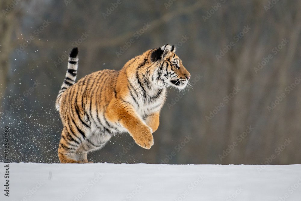 Obraz premium Siberian Tiger running. Beautiful, dynamic and powerful photo of this majestic animal. Set in environment typical for this amazing animal. Birches and meadows