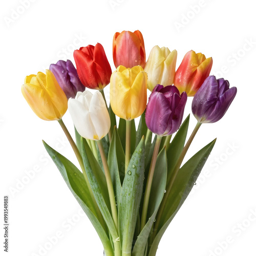 Colorful tulips in full bloom show a variety of colors and water droplets