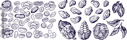 Different Types of Nuts Vector Illustration Set Hand Drawn Sketch Icons Healthy Snack Concept