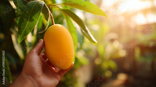 Hand holding ripe mango in natural light, fresh tropical fruit lifestyle