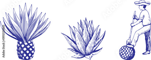 Agave and Aloe Succulent Plants Hand Drawn Vector Illustration Vintage Engraving Style Desert Botanical Set