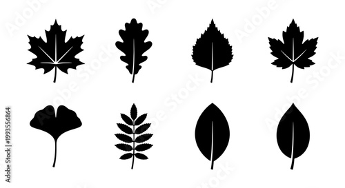Black leaf silhouettes set, 8 botanical tree leaf icons, minimalist autumn foliage vector collection, maple and oak leaf shapes for nature design