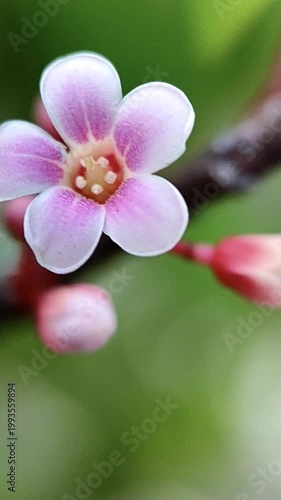 Pink carambola flower blown by the wind