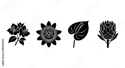 Tropical floral vector icons set, black silhouette exotic flowers including bougainvillea and protea, minimalist botanical garden plant illustrations