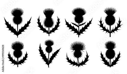 Bild auf Leinwand Black thistle silhouette vector set botanical stylized flower leaves art