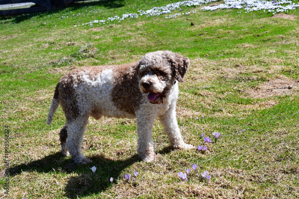 Fototapeta premium Portrait eines Lagotto Romagnolo Hundes