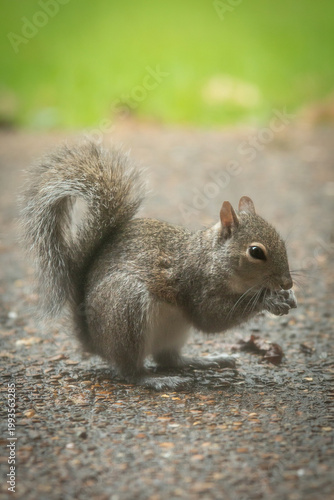 North american squirrel 