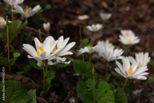 white crocus flowers