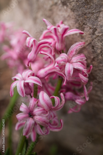 close up of pink flower