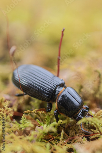 Beetle on moss