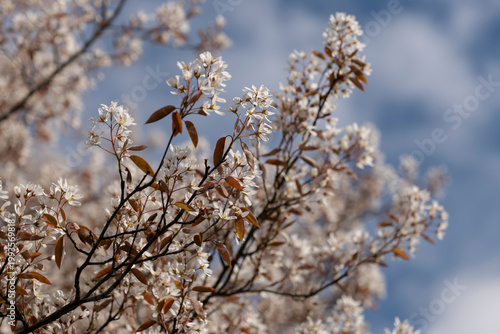 Soft Spring Blossom of Juneberry Tree