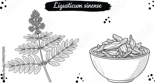 Ligusticum sinense medicinal herb illustration with plant branch and dried roots in bowl botanical vintage engraving style
