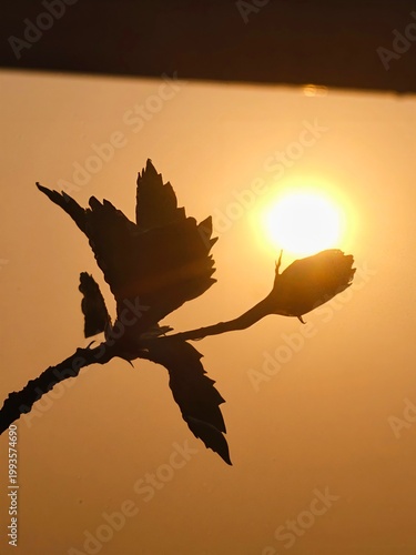 silhouette of a bird
