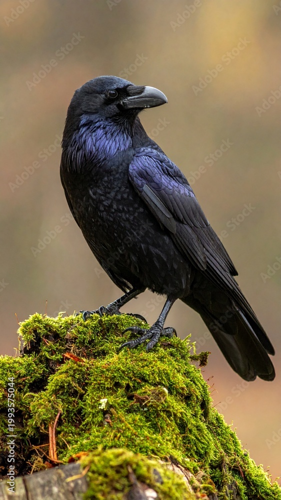 Fototapeta premium A black common raven perched on a mossy tree stump in a forest.