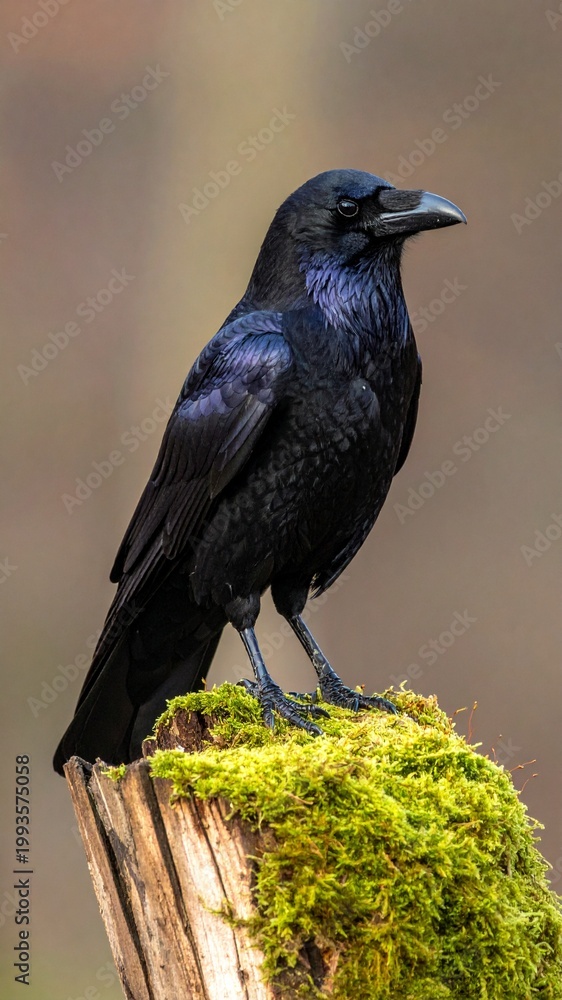 Fototapeta premium Portrait of a Black Common Raven with Iridescent Feathers Perched on a Mossy Tree Stump