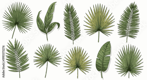 Assortment of diverse green palm leaves, varied shapes and sizes