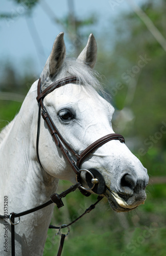 Quadro su tela Portrait of a Horse