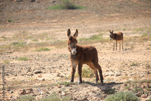 Donkeys in the barren landscape of Boa Vista, Cape Verde, Africa
