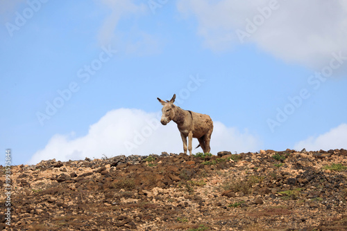 Donkeys in the barren landscape of Boa Vista, Cape Verde, Africa