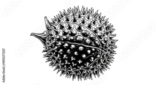 fish on a white background