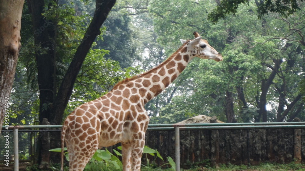 Obraz premium A side profile of a tall giraffe showcasing its unique reticulated coat pattern and long neck against a backdrop of dense tropical forest foliage