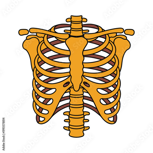 An illustration depicts a human ribcage showcasing the bones protecting vital organs