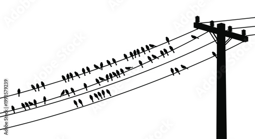 Silhouette of numerous small birds perched on electrical power lines against a plain white background creates a rhythmic urban nature scene.