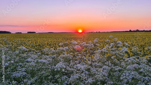Fotografie Magnifique coucher de soleil sur un champ de colza au printemps (vallée de Chevr