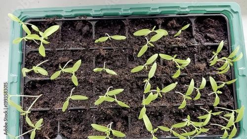 Green seedlings growing in a plastic seed tray filled with dark soil, showing progressive growth stages in a bright indoor environment with natural light
