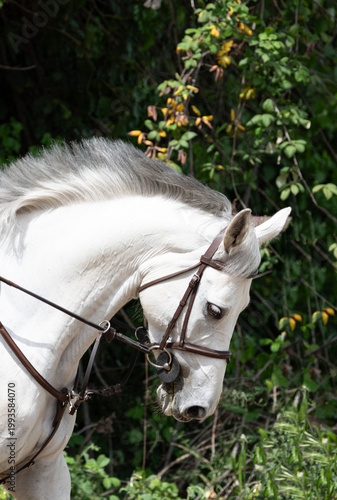 Head of a Grey Horse