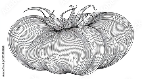 Detailed pen and ink illustration of a ripe tomato isolated on white