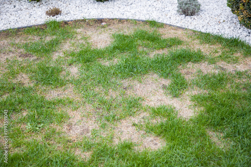Lawn affected by fungal diseases