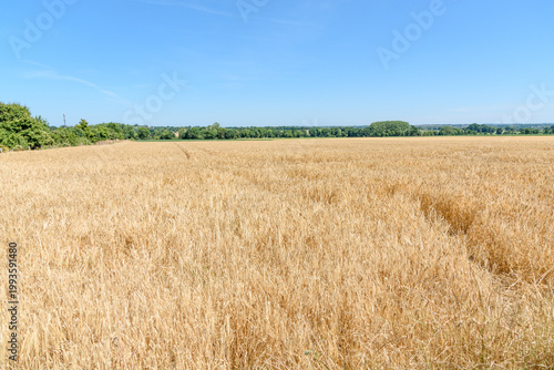 Barley field in the countryside of Normandy under clear blue sky in summer