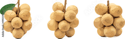 Longan Fruit Vector Illustration Set Featuring Fresh Tropical Longan Clusters with Leaf in Realistic Style for Food and Agriculture Design