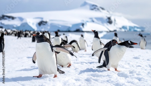 A vibrant colony of Gentoo penguins waddling comically across a snowy Antarctic shoreline with icy mountains in the background, a delightful display of wildlife in its natural habitat.