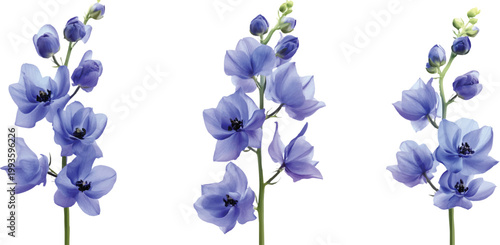 3 blue delphinium flowers in different poses, transparent background.