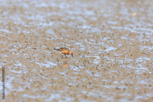 Red knot (Calidris canutus)  at Patibunia Bearch, South 24 Parganas, West Bengal