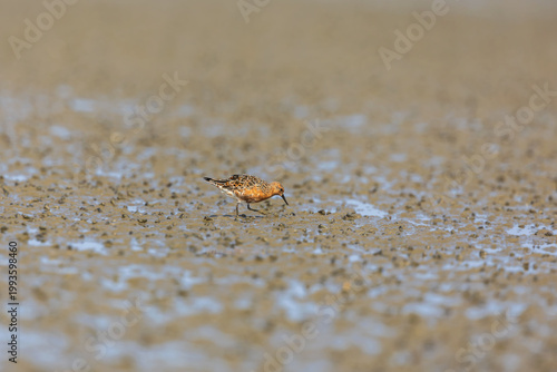Red knot (Calidris canutus)  at Patibunia Bearch, South 24 Parganas, West Bengal