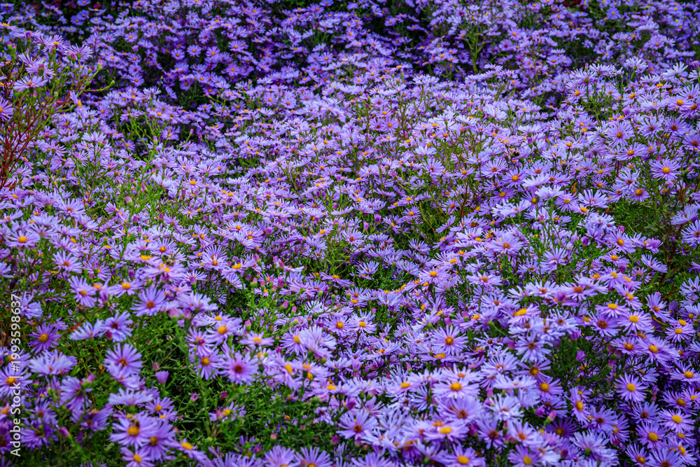 Obraz premium Field of purple flowers in bloom during spring season under bright sky