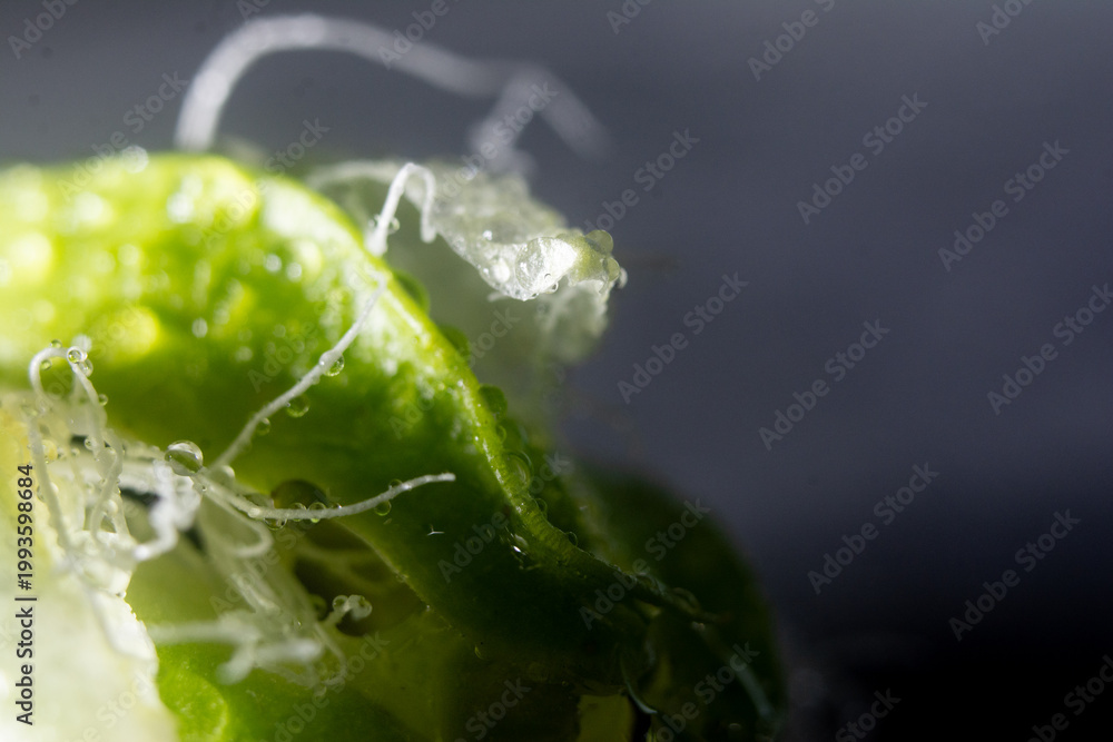 Fototapeta premium Macro photograph of a passion fruit flower.