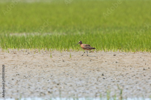 Bar-tailed Godwit (Limosa lapponica) at Patibunia Bearch, South 24 Parganas, West Bengal, India,