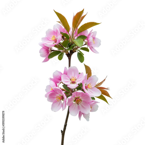 Delicate pink crabapple blossoms on a branch against a black background