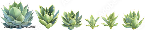 a photorealistic digital illustration of an agave plant in various stages, on a transparent background